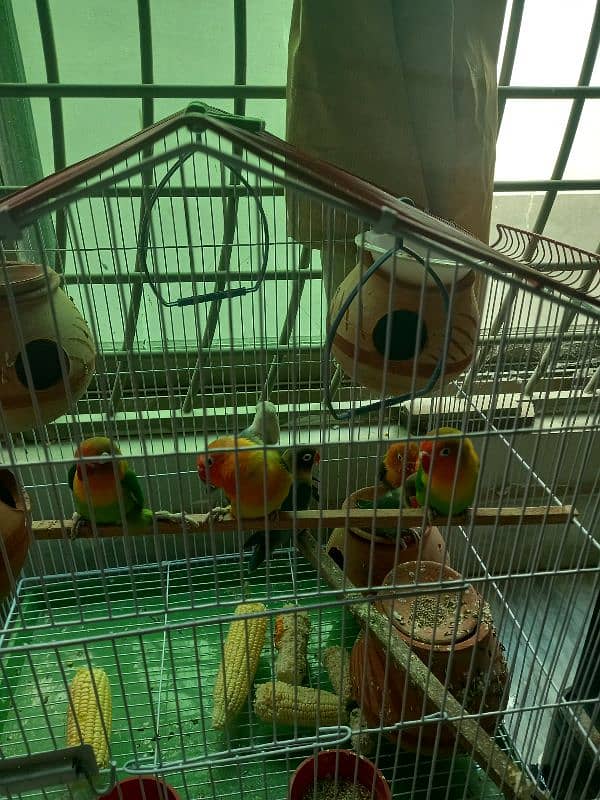 love bird for sale 5 pair 5