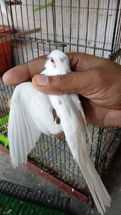 pied doves breeder young