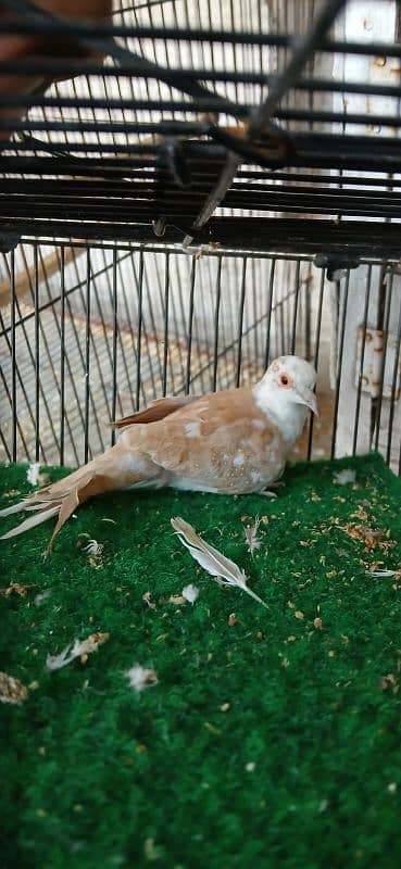 pied doves breeder young 1