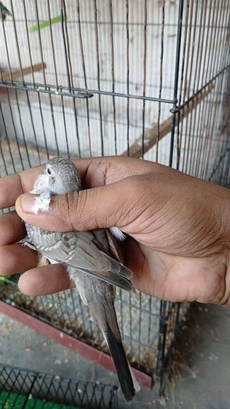 pied doves breeder young 2