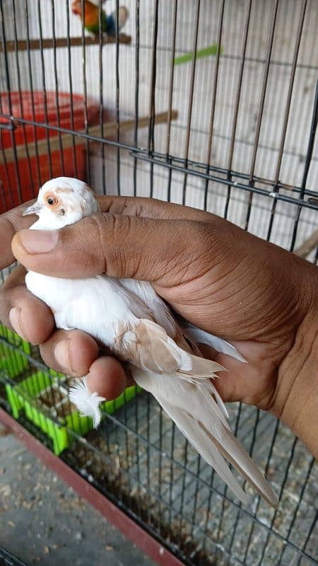 pied doves breeder young 3