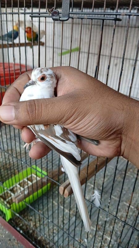 pied doves breeder young 4