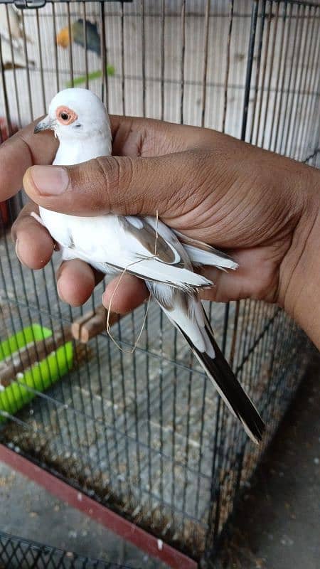 pied doves breeder young 5