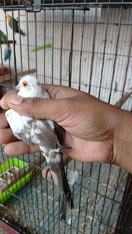 pied doves breeder young 6