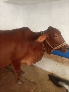 sahiwal cow for sale 0