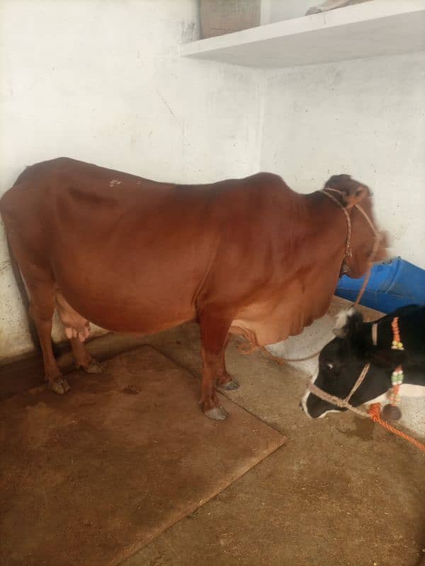 sahiwal cow for sale 1