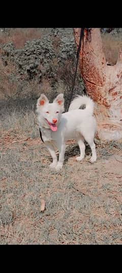 Reshian puppy female zero size full security for sale