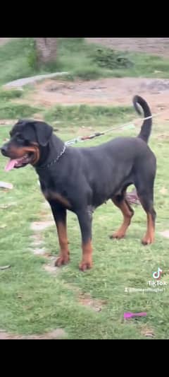 rottweiler female non pedigree