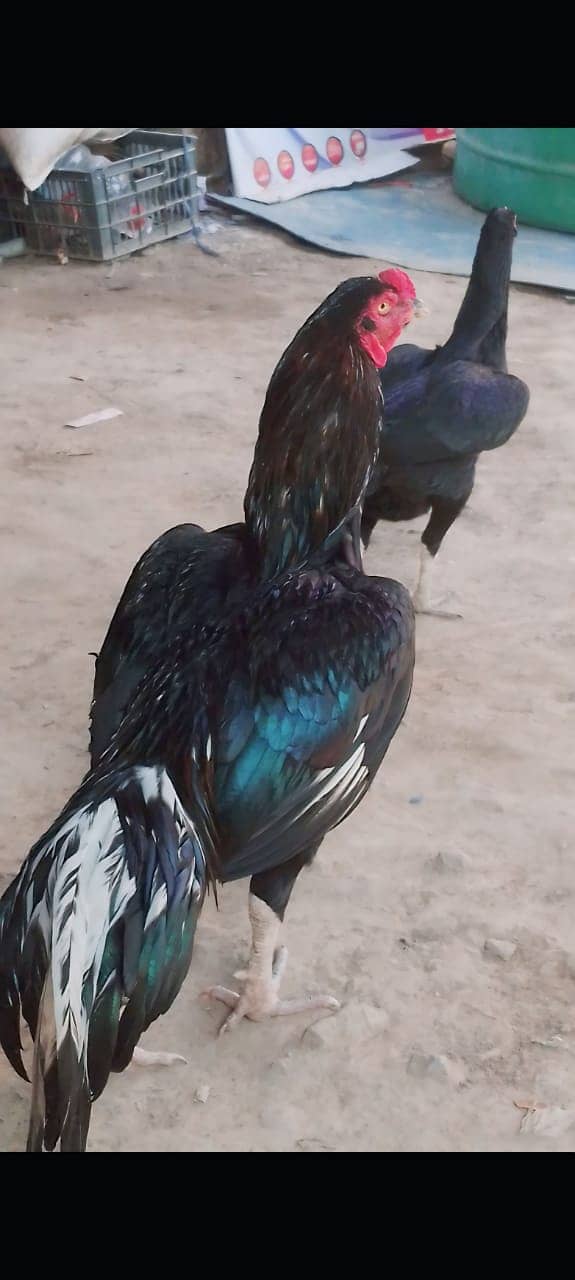 Aseel Thai / Aseel Murga / Aseel hen  for sale 1