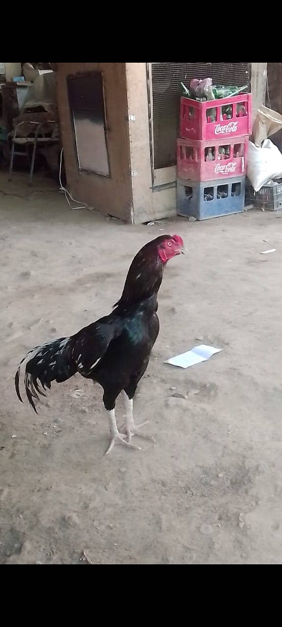 Aseel Thai / Aseel Murga / Aseel hen  for sale 2