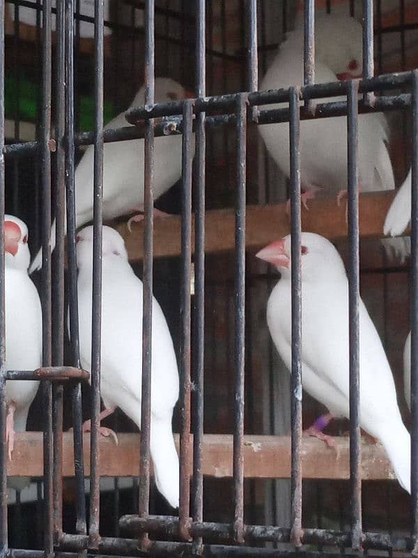 white java, silver java, albino redeye java 19