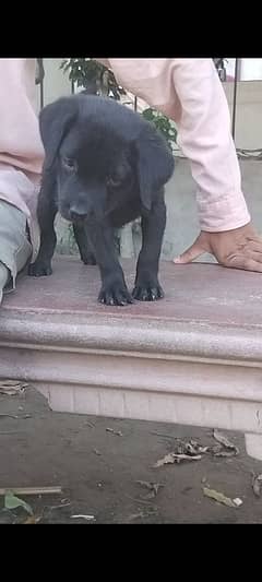 labradoor puppy female non pedigree 0