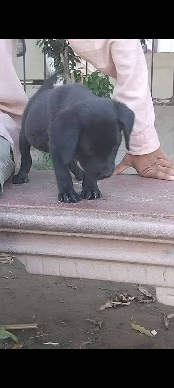 labradoor puppy female non pedigree 1