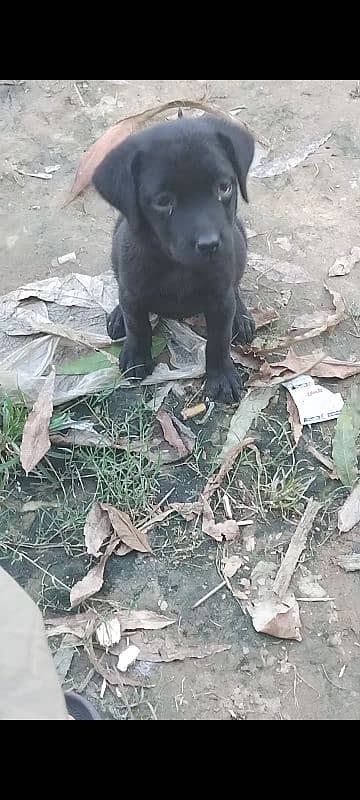 labradoor puppy female non pedigree 2