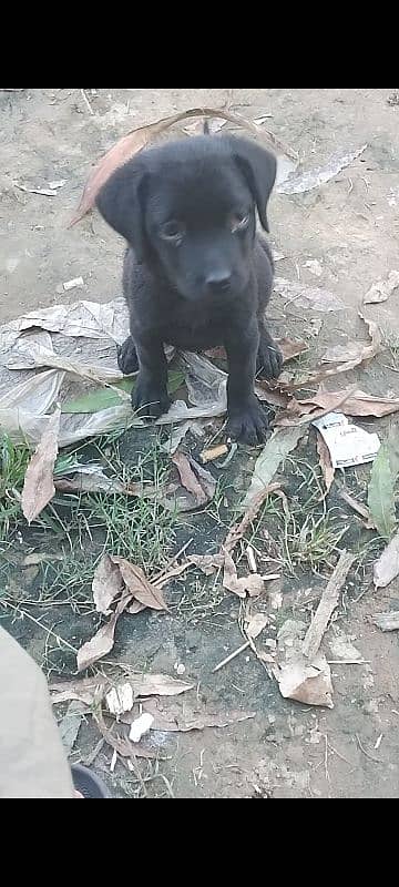 labradoor puppy female non pedigree 3