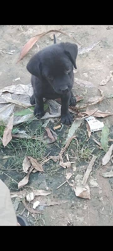 labradoor puppy female non pedigree 4