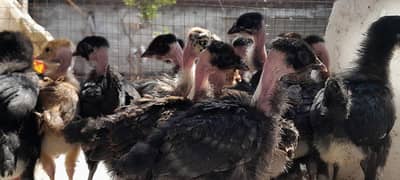 Ganje golden misri+Australorp chicks