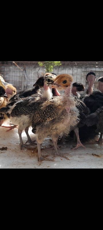 Ganje golden misri+Australorp chicks 1