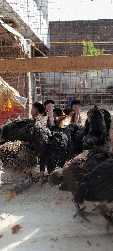 Ganje golden misri+Australorp chicks 3