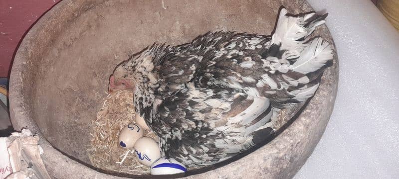 Ganje golden misri+Australorp chicks 6