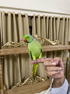 Hand tamed, ring neck parrot with cage