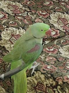 Raw parrot for sale