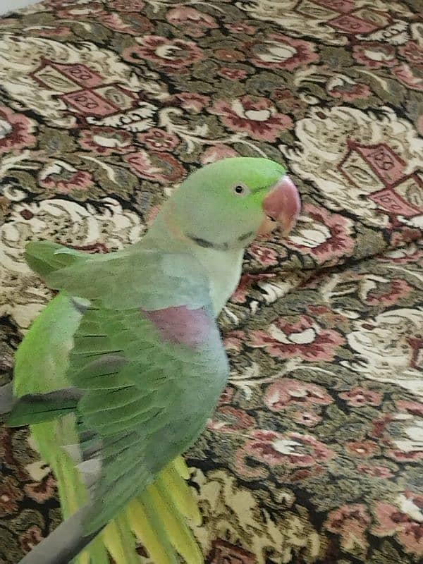 Raw parrot for sale 1