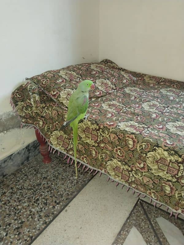 Raw parrot for sale 2