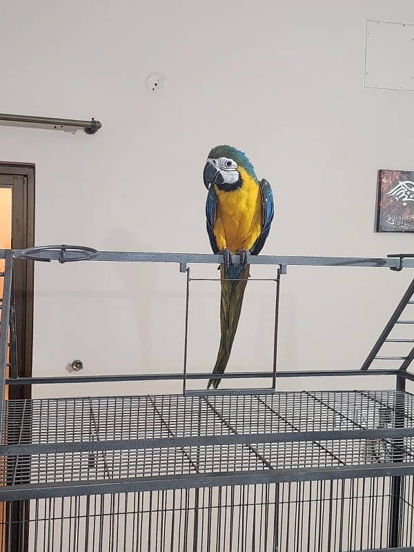 Triton Cocka2s, Blue & Gold Macaw, Blue Fronted Amazons & African Grey 1