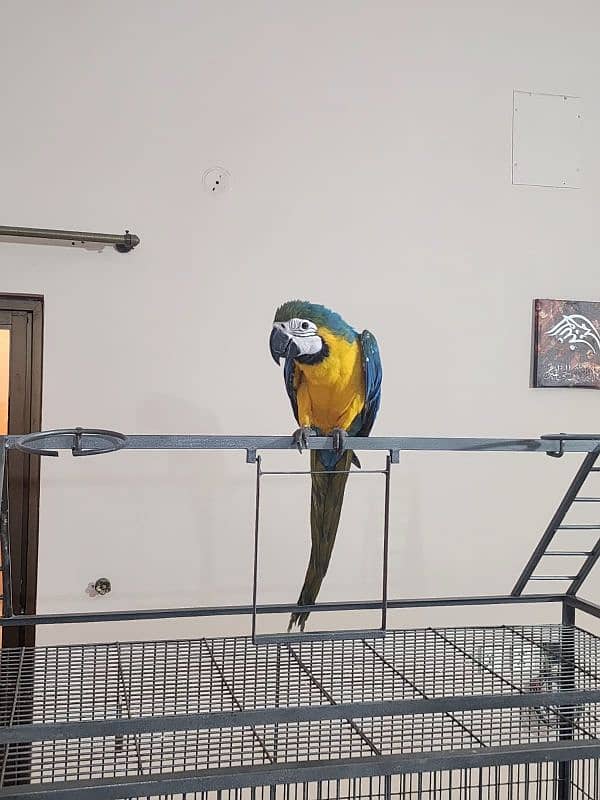 Triton Cocka2s, Blue & Gold Macaw, Blue Fronted Amazons & African Grey 2