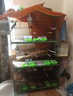 Birds Cage Available for Sale With Birds 0