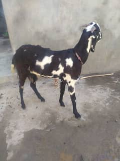 bakri