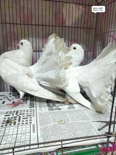 White lakka For sale