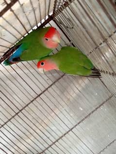 love birds