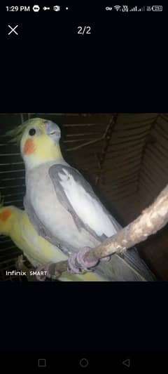 Male Cocktiel looking for New shelter