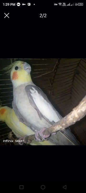 Male Cocktiel looking for New shelter 0