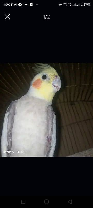 Male Cocktiel looking for New shelter 1