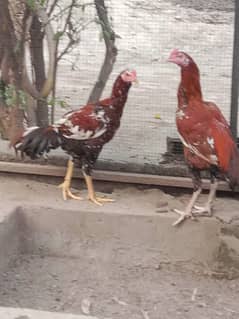 Qandhari Aseel urgent Sale Mianwali aseel for sale high quality chicks