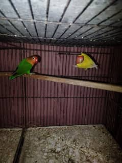 love birds latino common lutino green fisher male