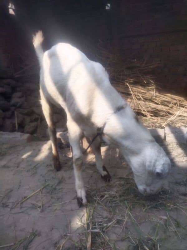 Desi Bakra for sale(دیسی بکرا۔ ) 2