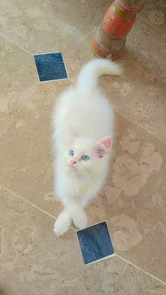 Persian cat for sale blue eyes