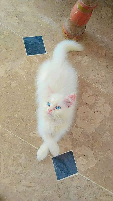 Persian cat for sale blue eyes 0