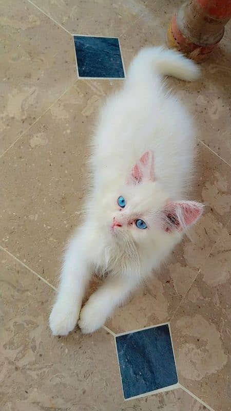 Persian cat for sale blue eyes 1