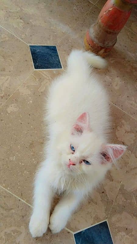 Persian cat for sale blue eyes 2