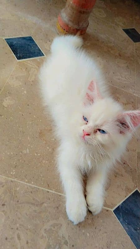 Persian cat for sale blue eyes 3