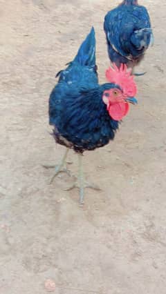 black Australorp 2 Male Available