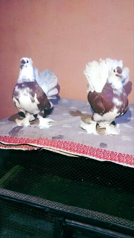 Singapori Yang Lakha Pair 4 month Old 5