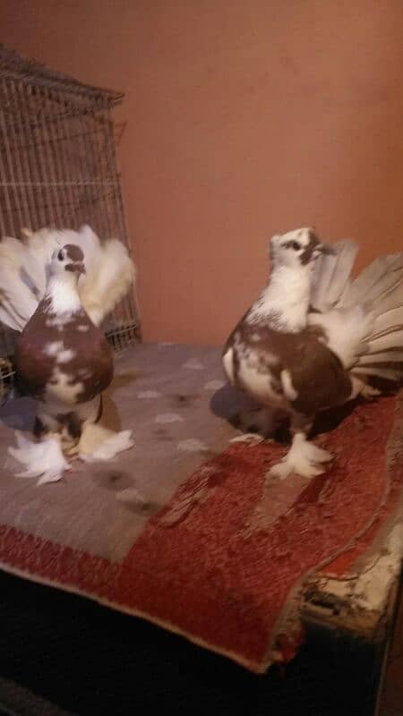 Singapori Yang Lakha Pair 4 month Old 6