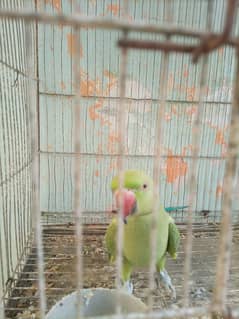 green parrot