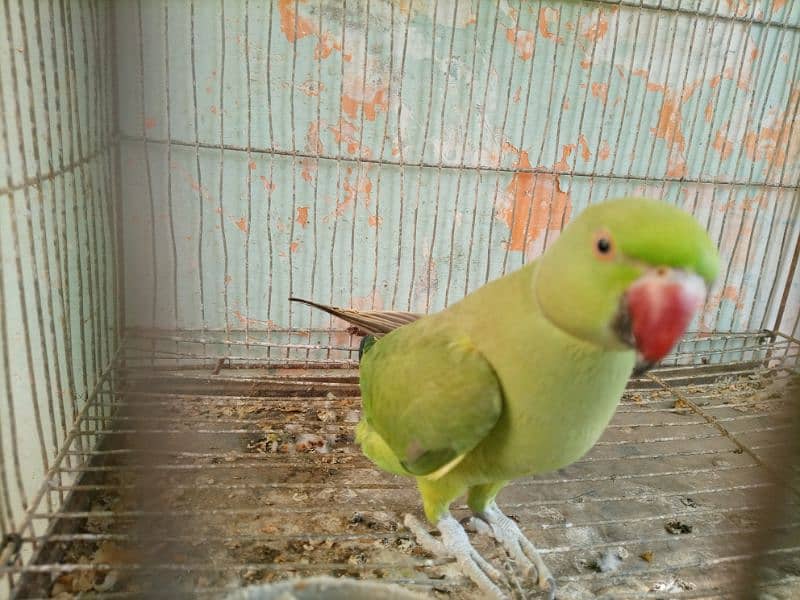 green parrot 1